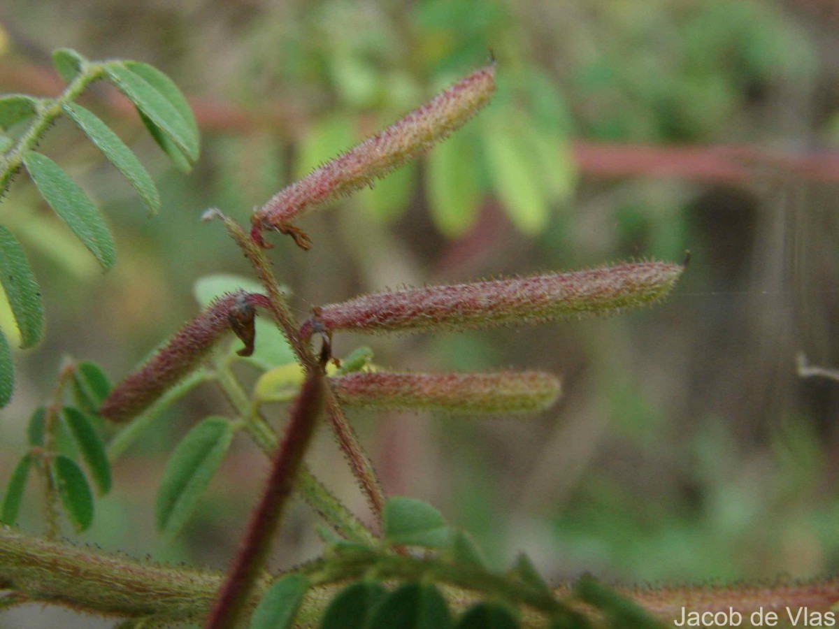 Indigofera colutea (Burm.f.) Merr.